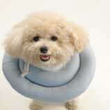 DOG ELIZABETHAN COLLAR05